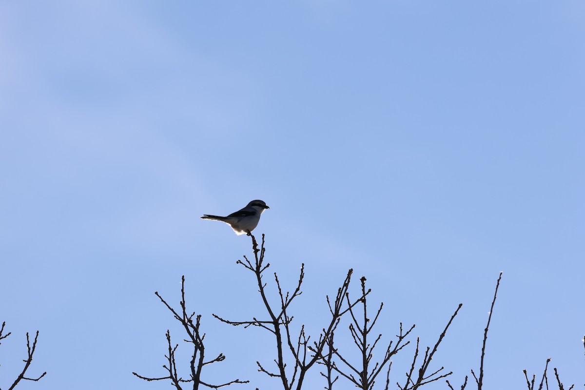 Pie-grièche boréale - ML646992899