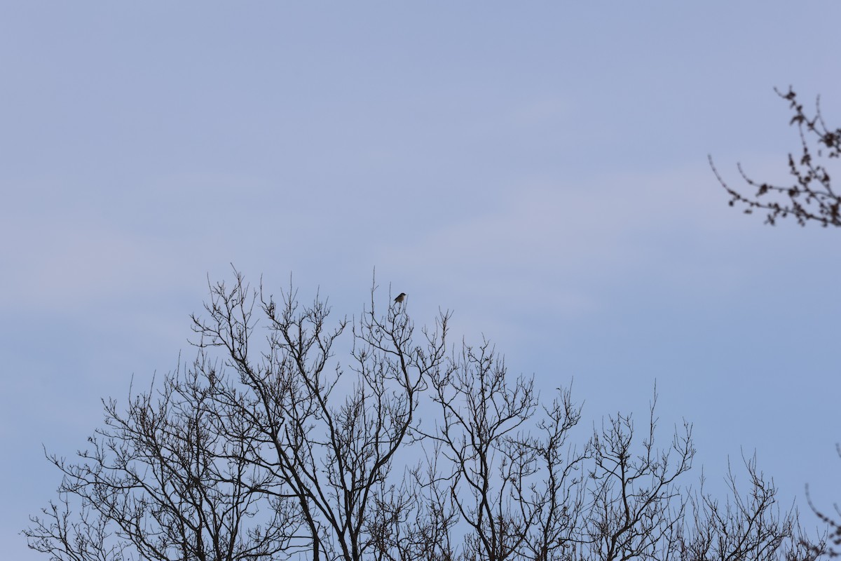 Pie-grièche boréale - ML646992900