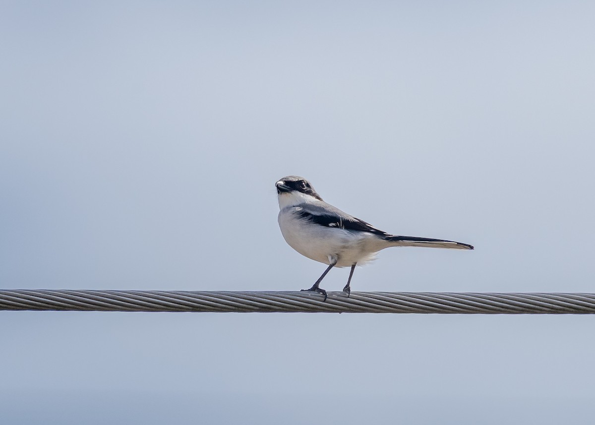 Американский сорокопут - ML646992901