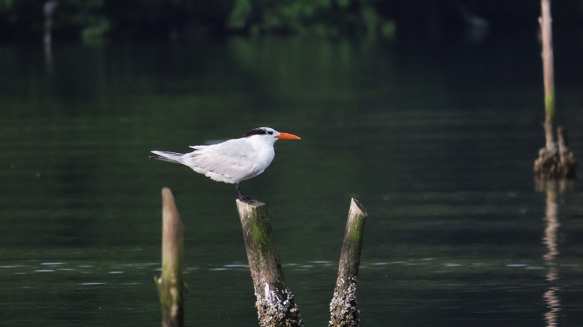 Txenada handi amerikarra - ML646992902