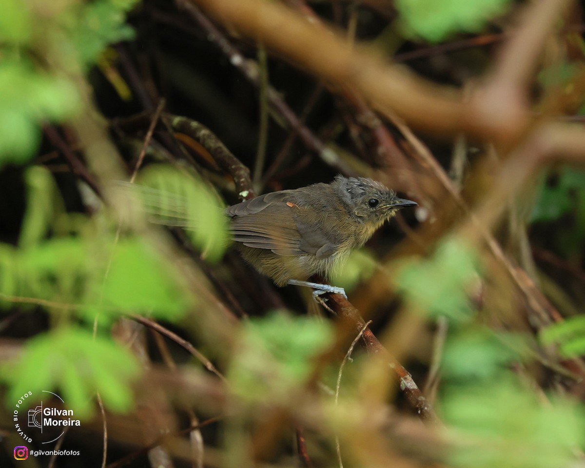 Бразильская муравьянка - ML646992903