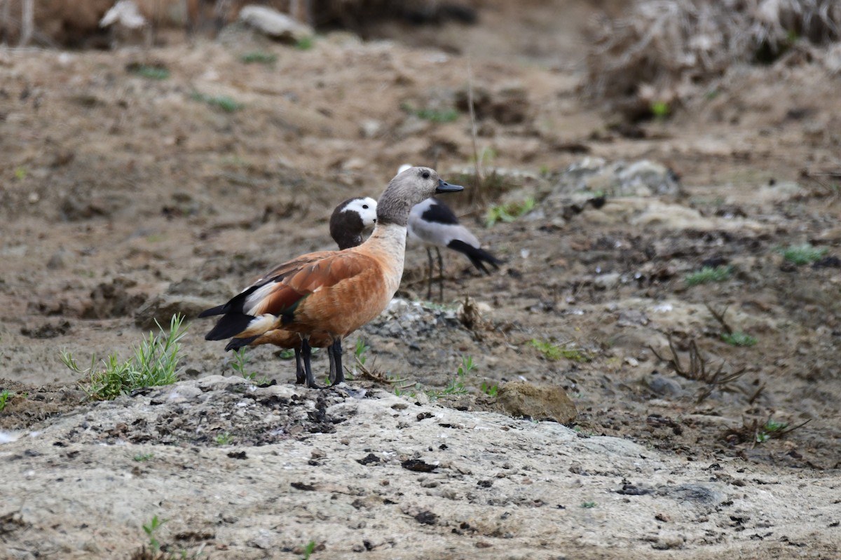 Gri Başlı Angıt - ML646992904