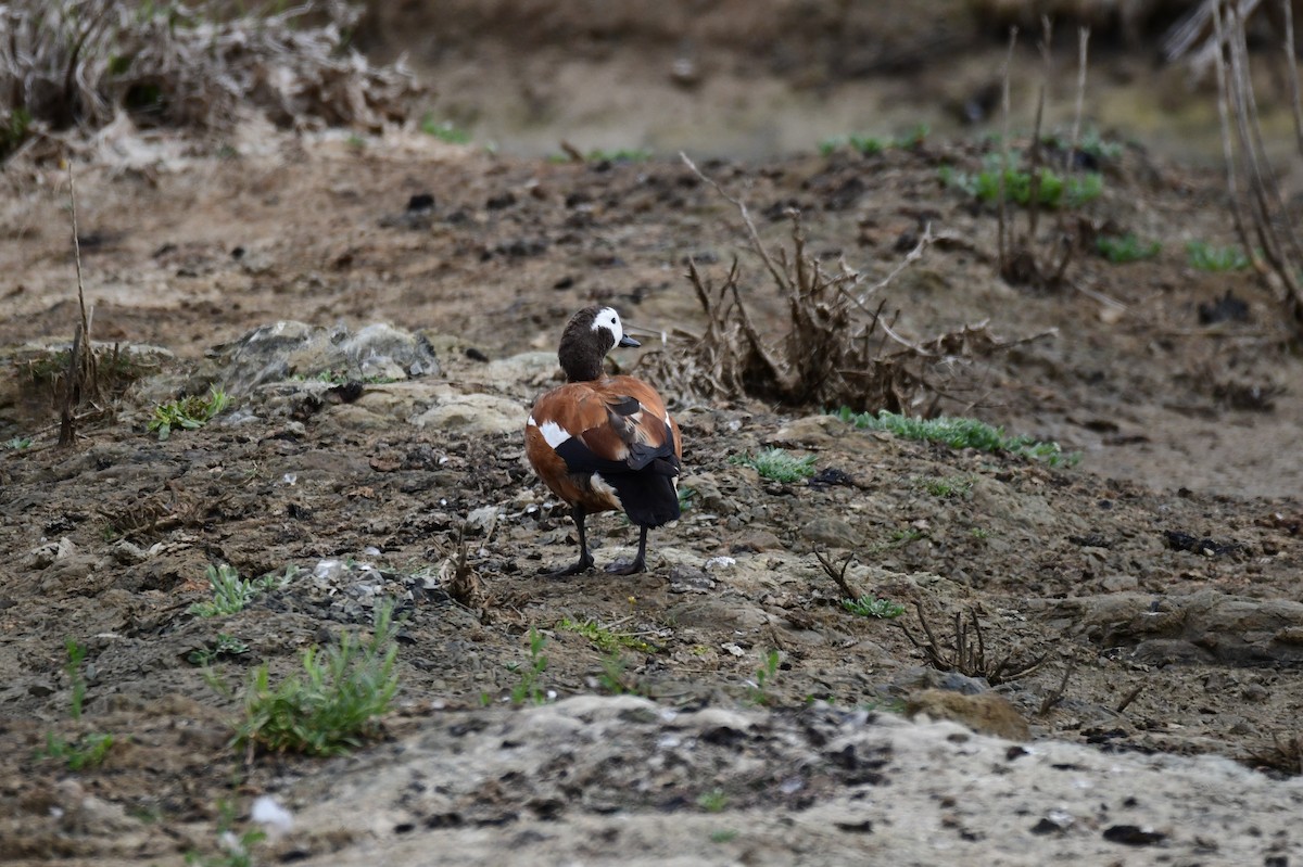 Gri Başlı Angıt - ML646992905