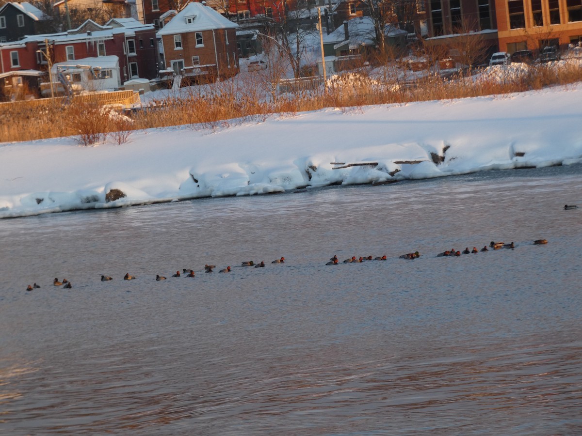 Redhead - ML646992906