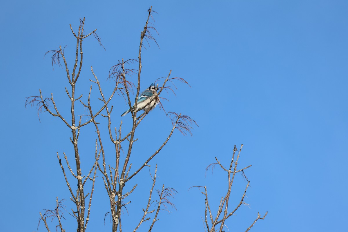 Geai bleu - ML646992909