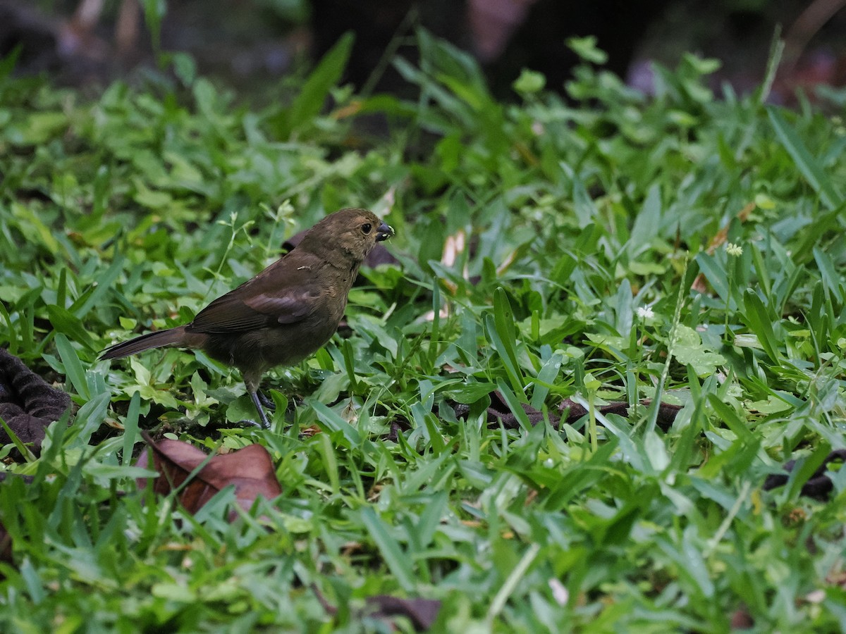 Чёрный просяночник - ML646992910