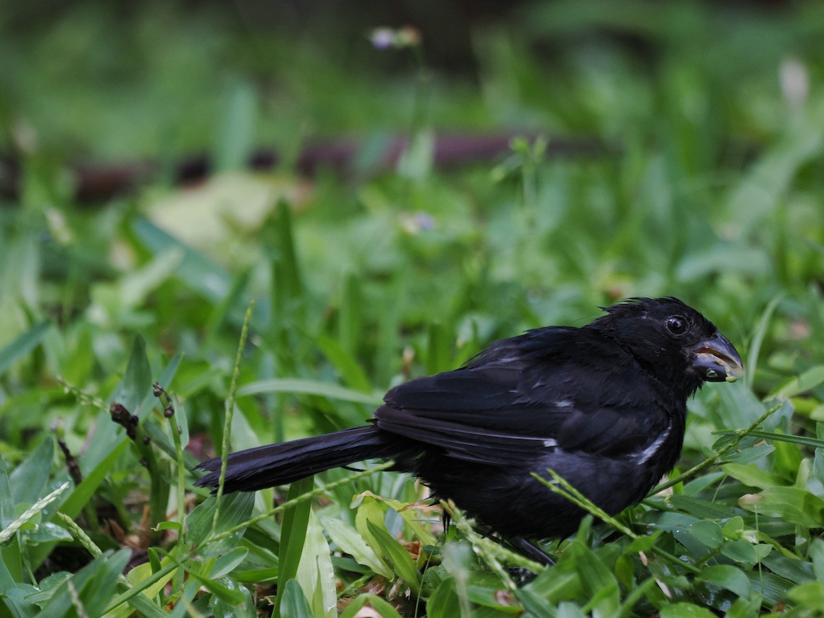 Чёрный просяночник - ML646992911