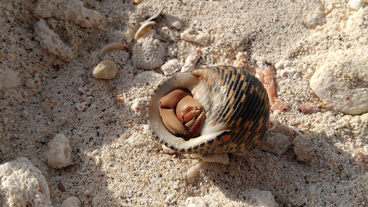 Ecuadorian Hermit Crab - ML646992912