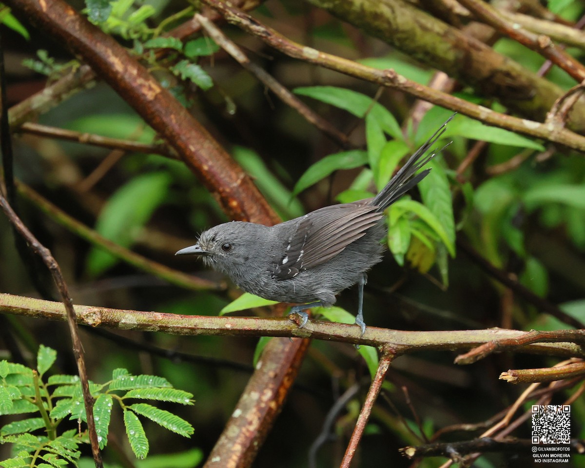 Бразильская муравьянка - ML646992913