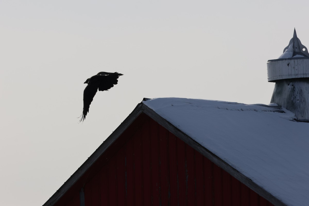 Grand Corbeau - ML646992915