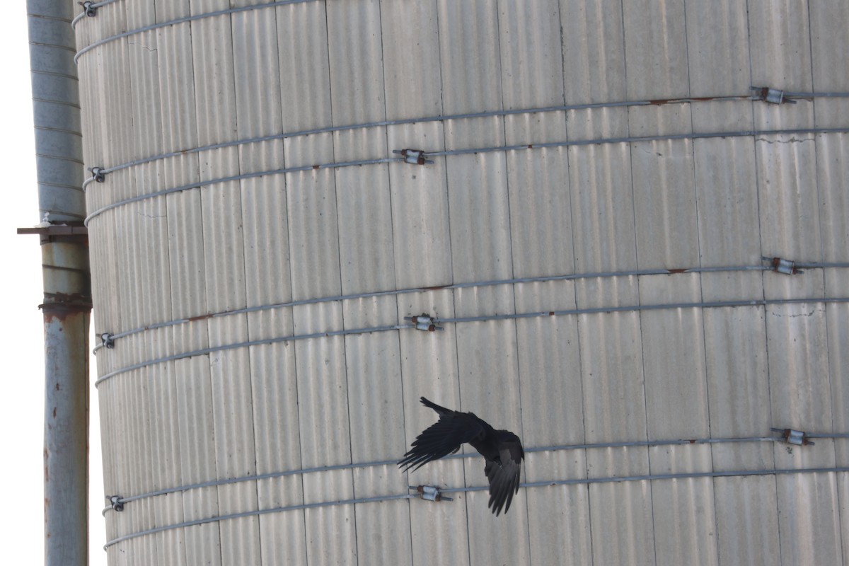 Grand Corbeau - ML646992916