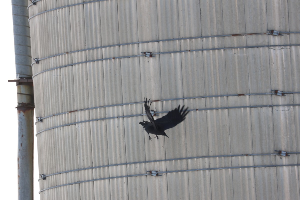 Grand Corbeau - ML646992917