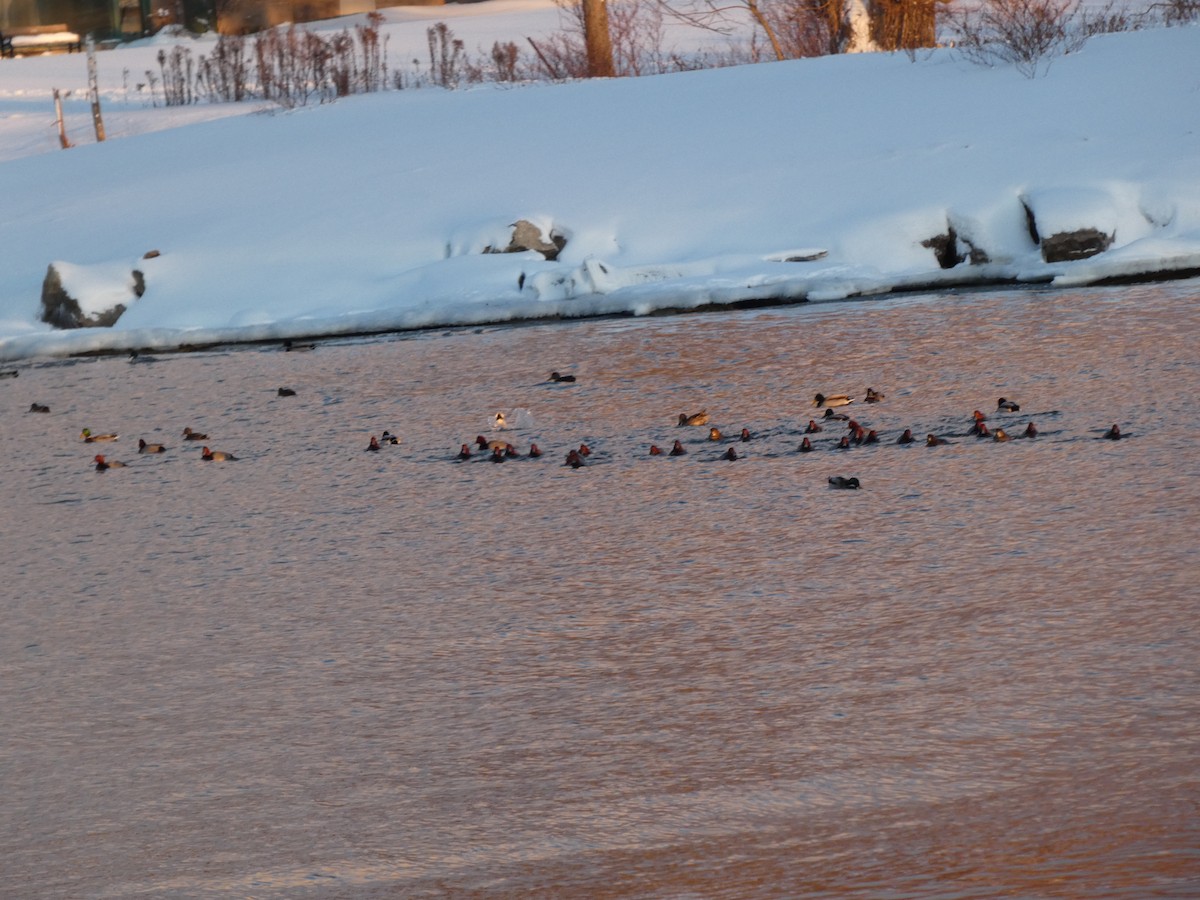 Redhead - ML646992918