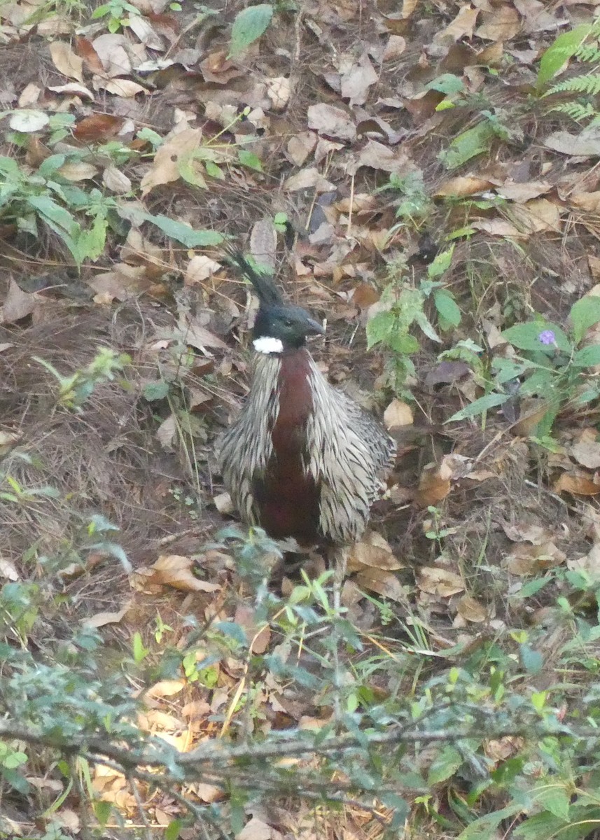 Koklass Pheasant - ML646992919