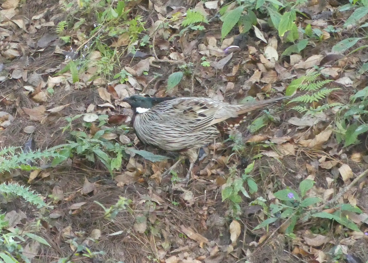 Koklass Pheasant - ML646992920