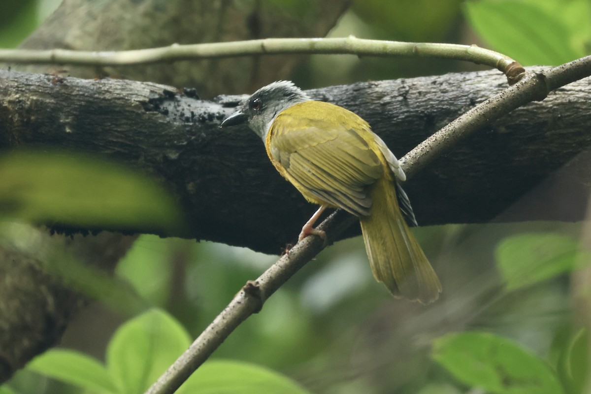 gråhodetanagar - ML646992921