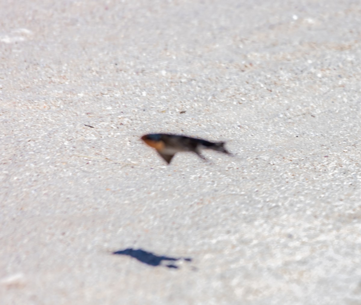 Welcome Swallow - ML646992922