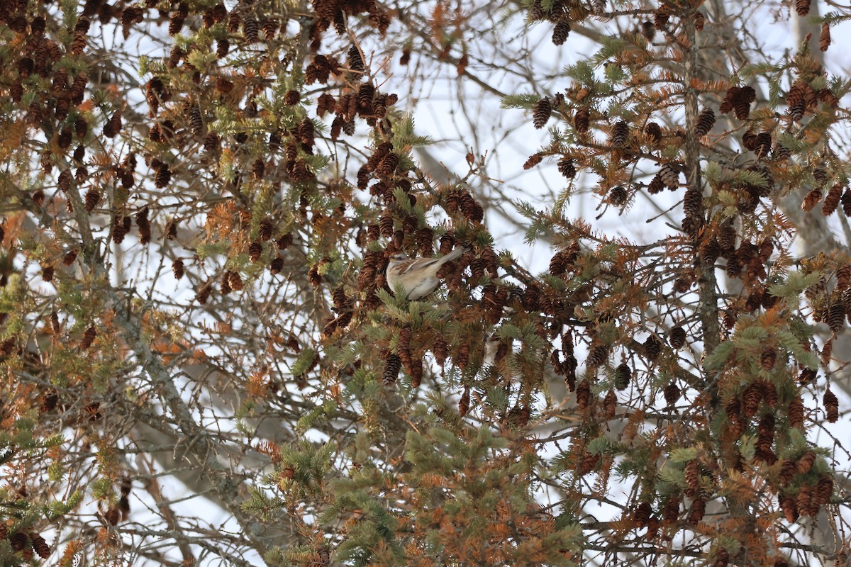 Bruant hudsonien - ML646992923