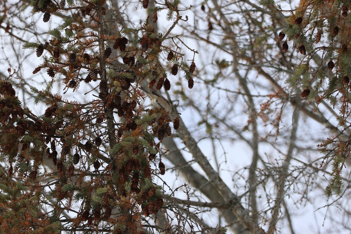 Bruant hudsonien - ML646992924