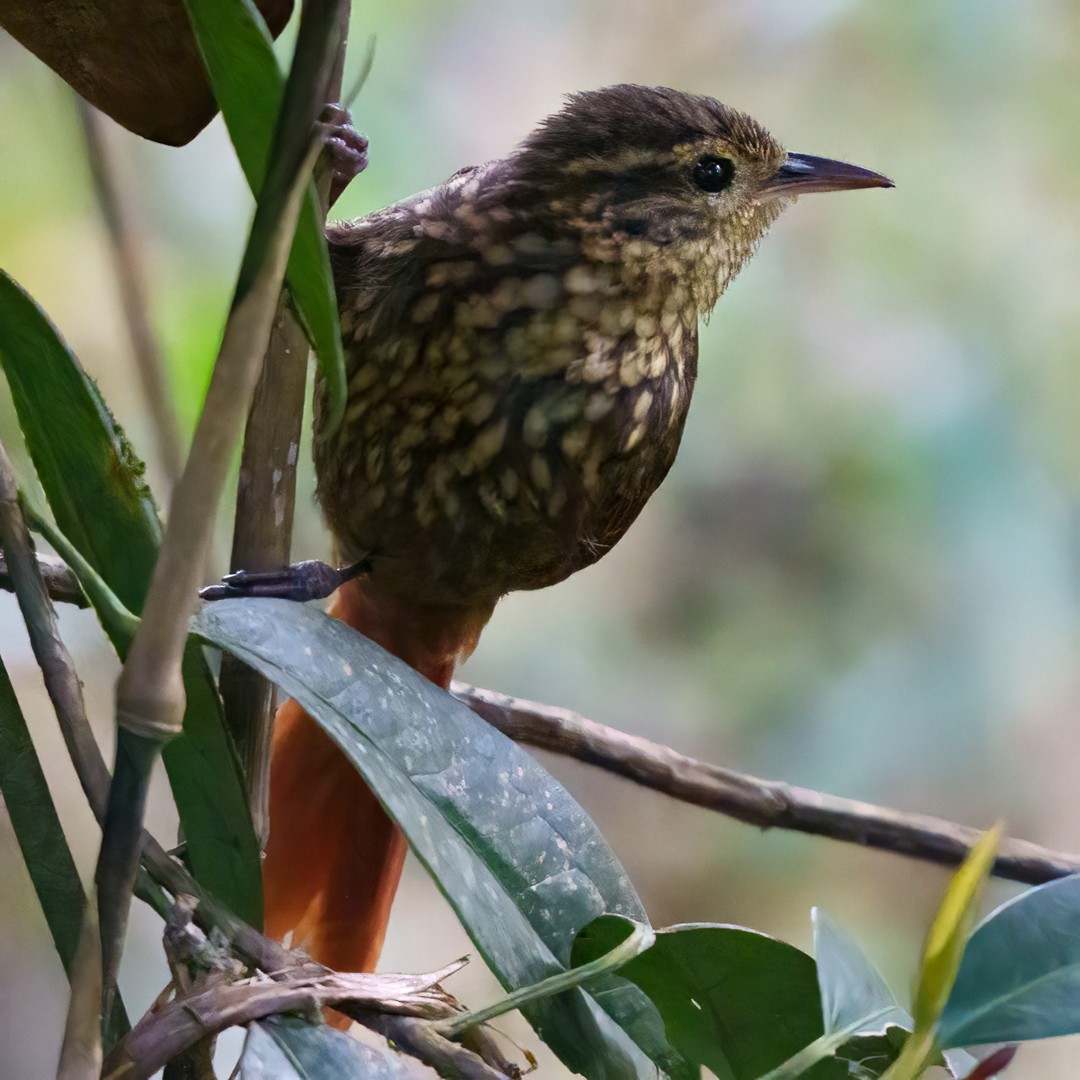 Желтобровый сростнопал - ML646992925