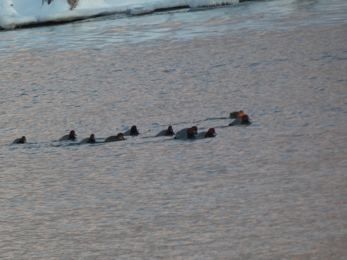 Redhead - ML646992926