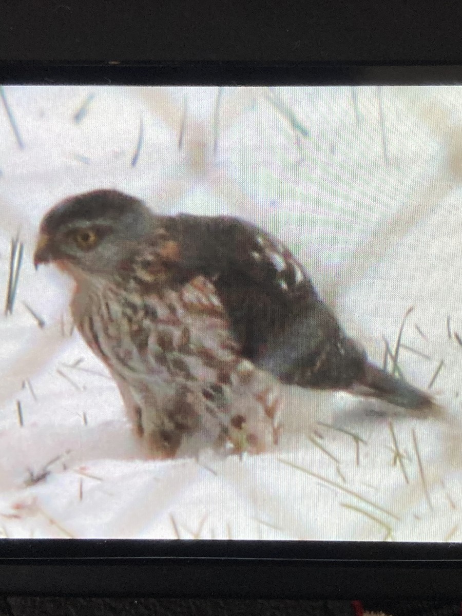 Sharp-shinned Hawk - ML646992927