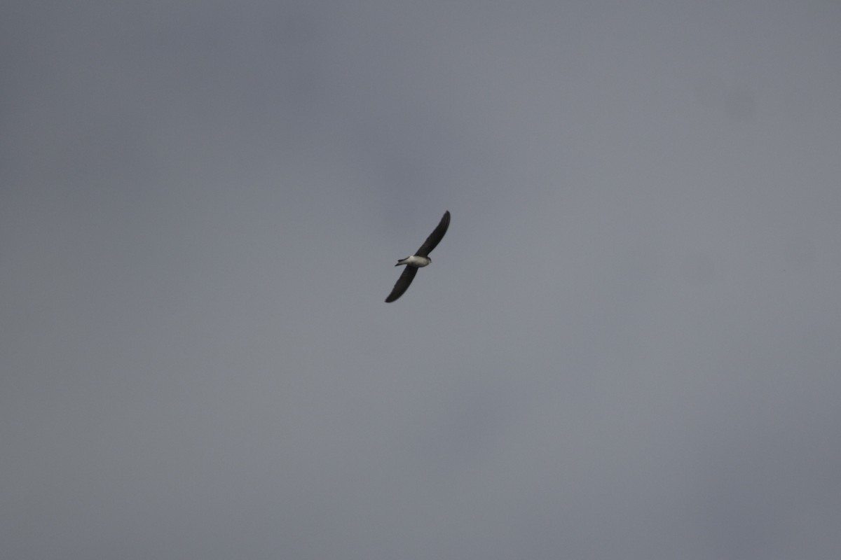 Purpurschwalbe - ML646992928