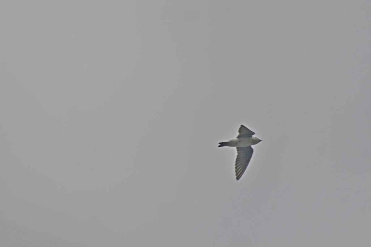 Purpurschwalbe - ML646992929