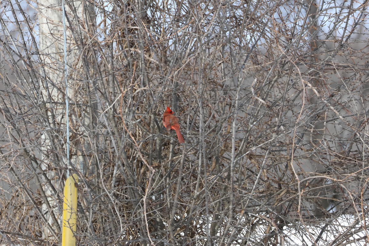 Cardinal rouge - ML646992931