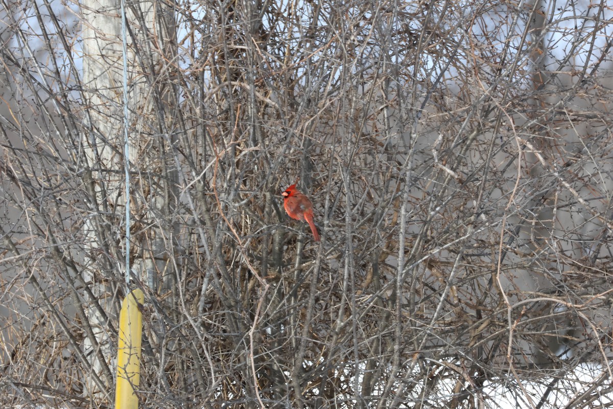 Cardinal rouge - ML646992932