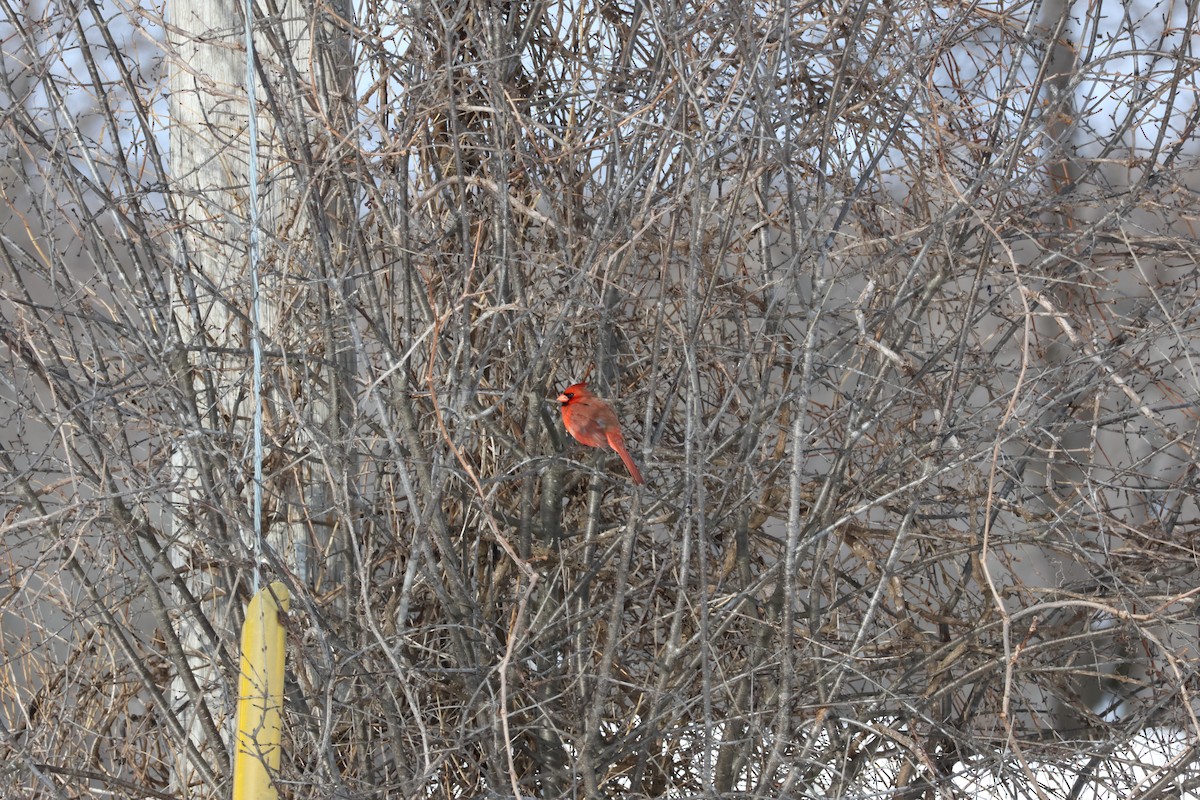 Cardinal rouge - ML646992933