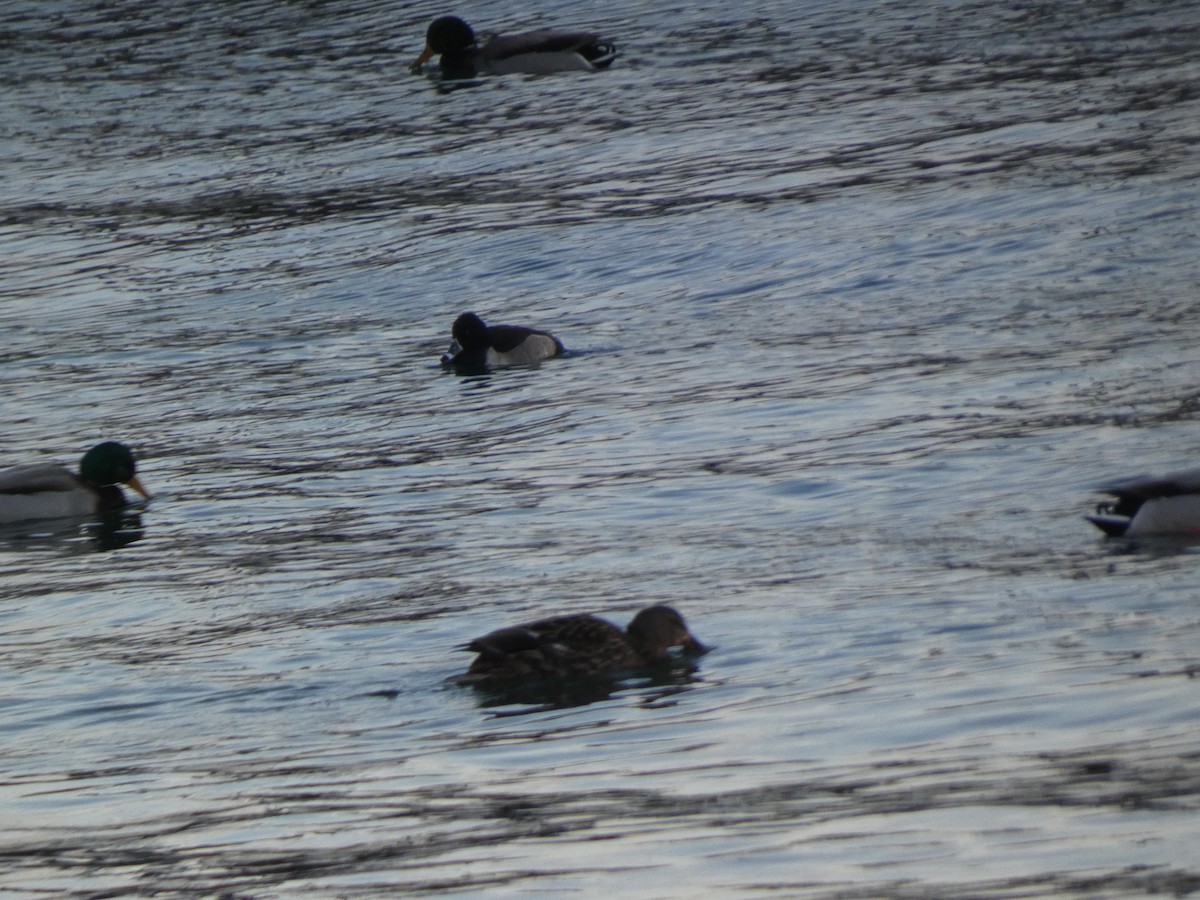 Ring-necked Duck - ML646992939