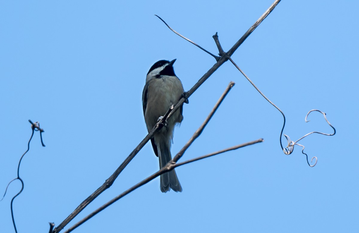 Carolina Chickadee - ML646992943