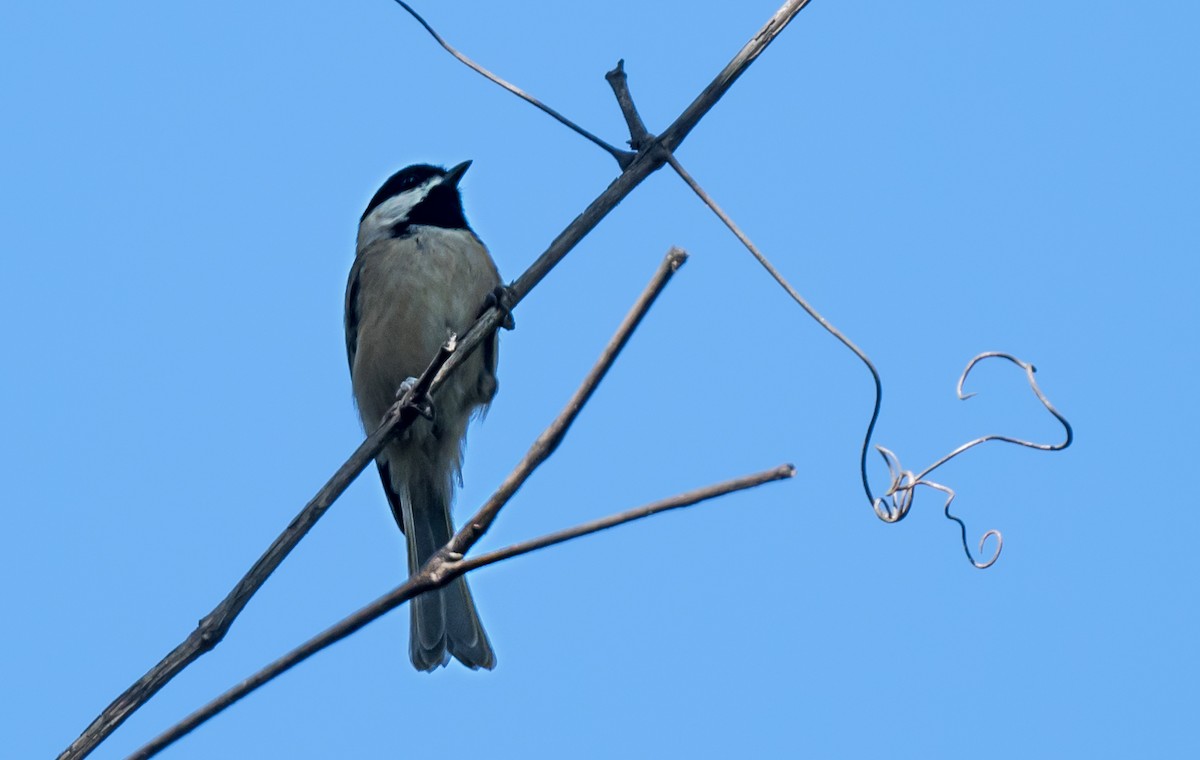 Carolina Chickadee - ML646992944