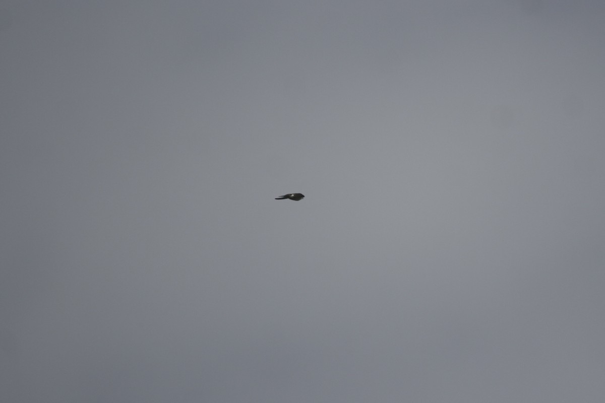 Purpurschwalbe - ML646992948