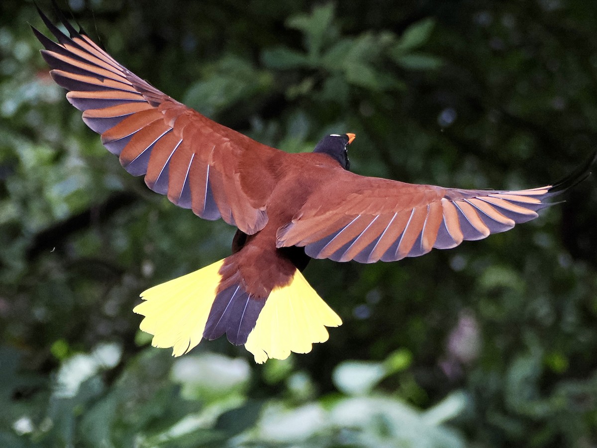 Montezuma Oropendola - ML646992949