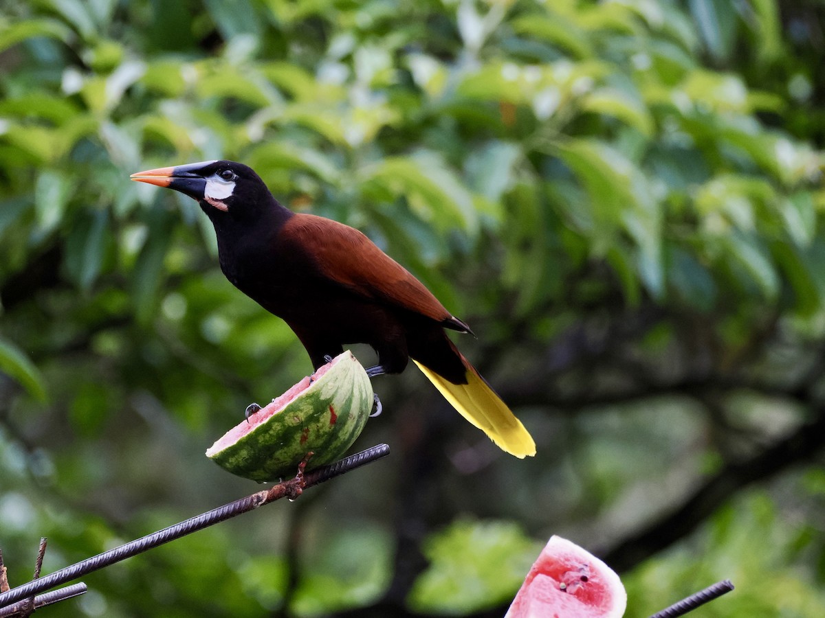 Montezuma Oropendola - ML646992950