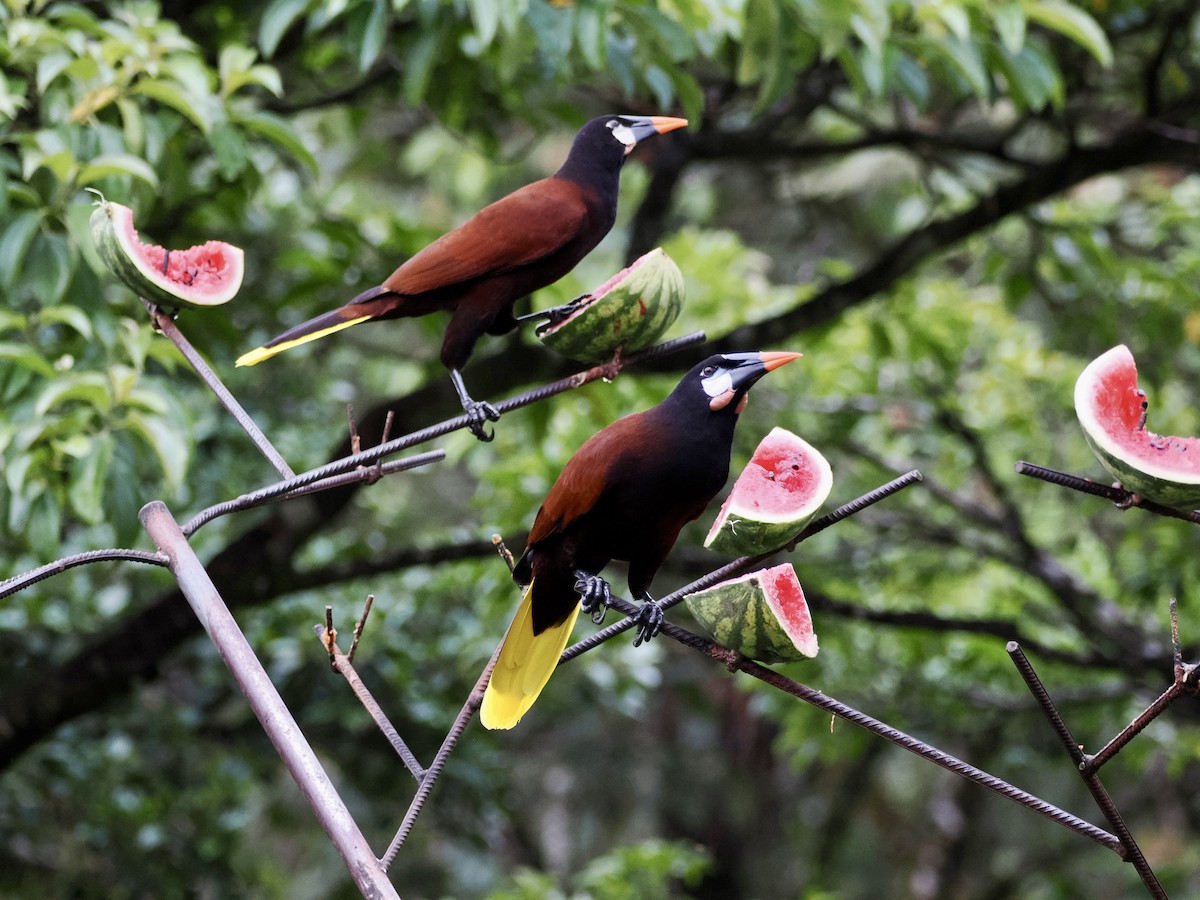 Montezuma Oropendola - ML646992951