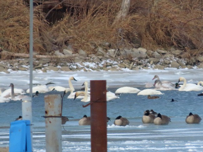 Лебедь-трубач/Американский лебедь - ML646992955