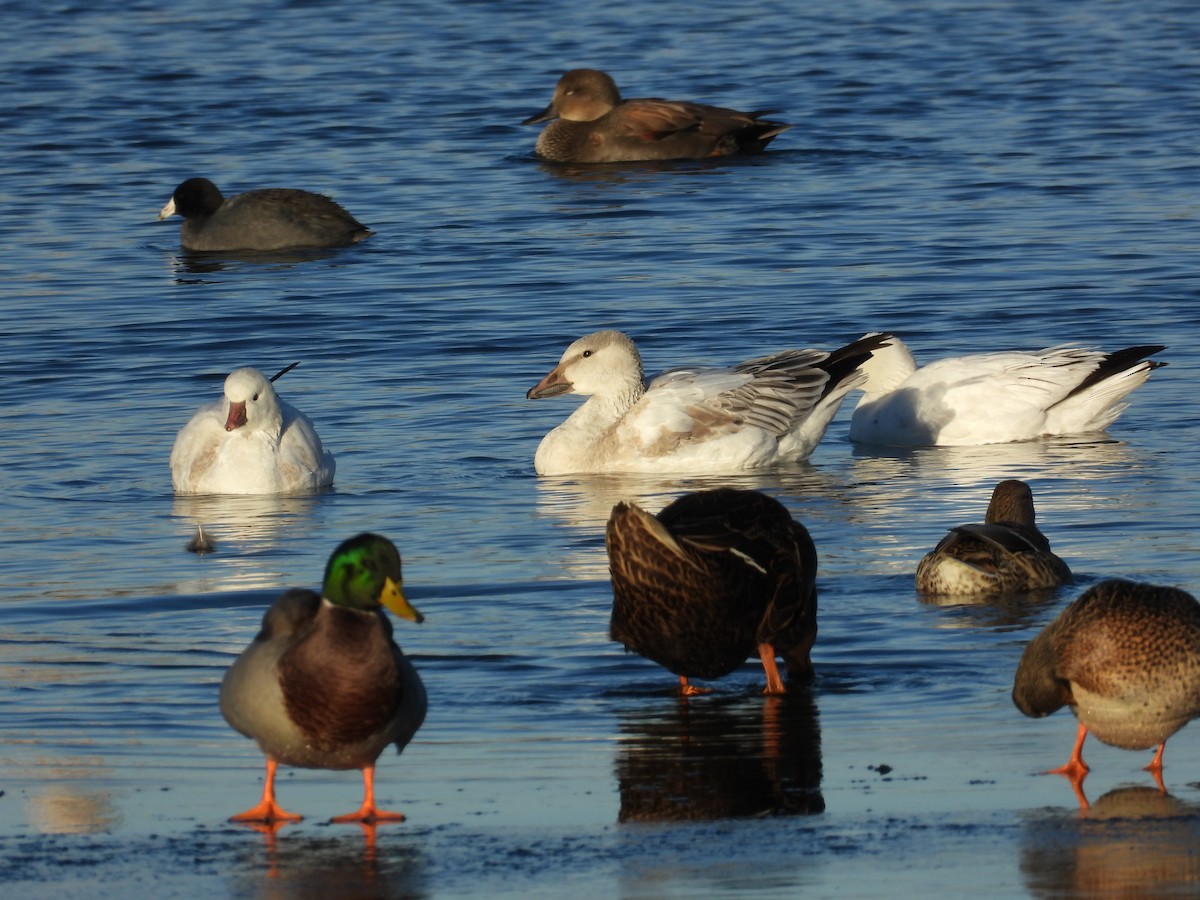 Oie des neiges - ML646992956