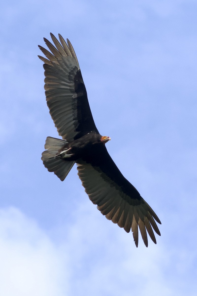 myrkondor - ML646992958