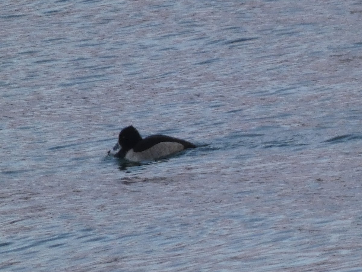Ring-necked Duck - ML646992959