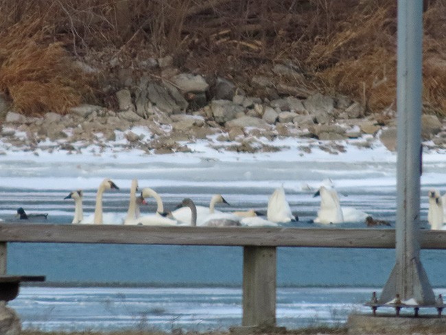 Лебедь-трубач/Американский лебедь - ML646992960