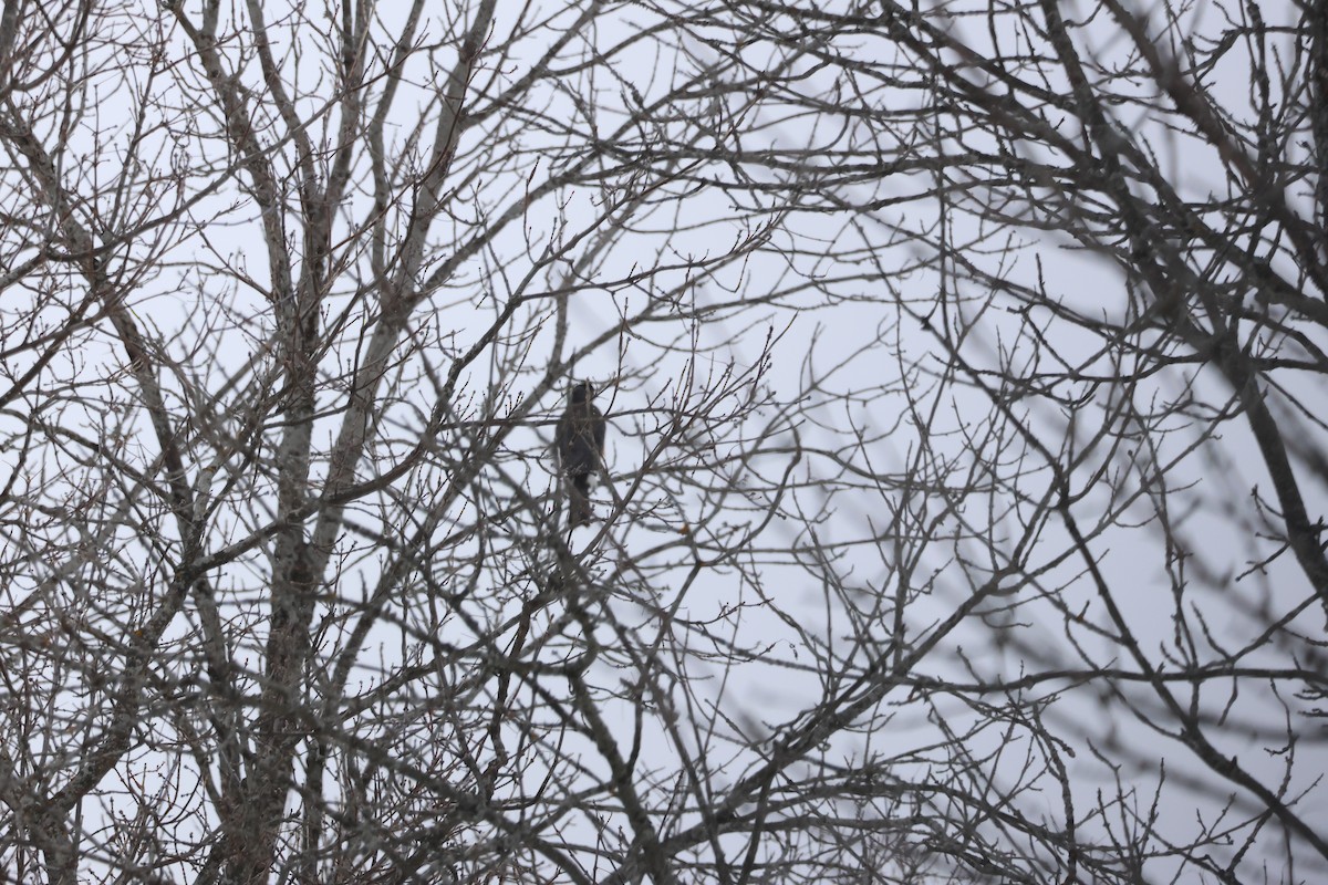 Épervier de Cooper - ML646992961