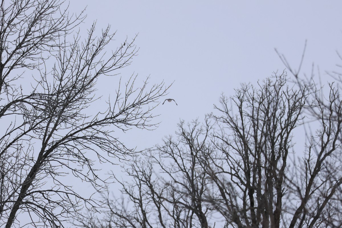 Épervier de Cooper - ML646992962