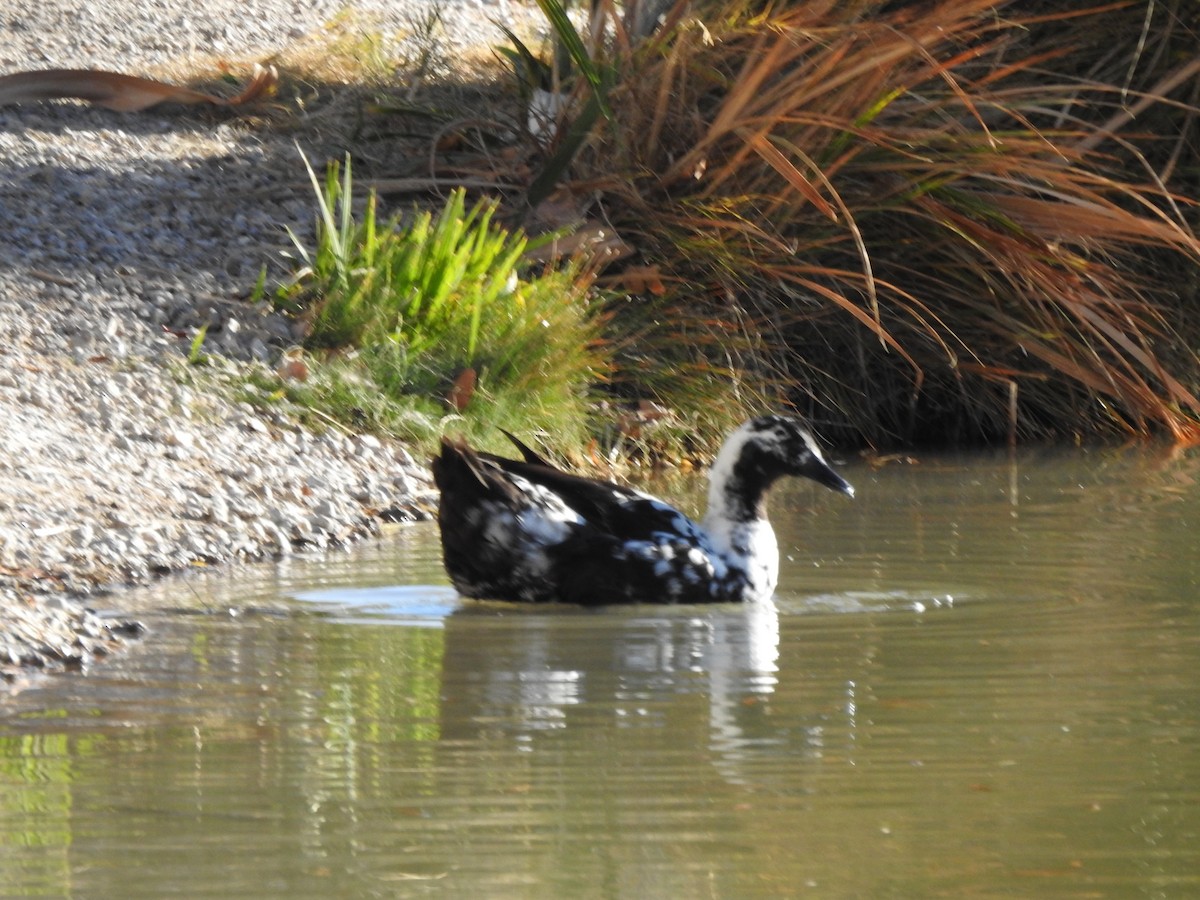 Mallard (Domestic type) - ML646992963