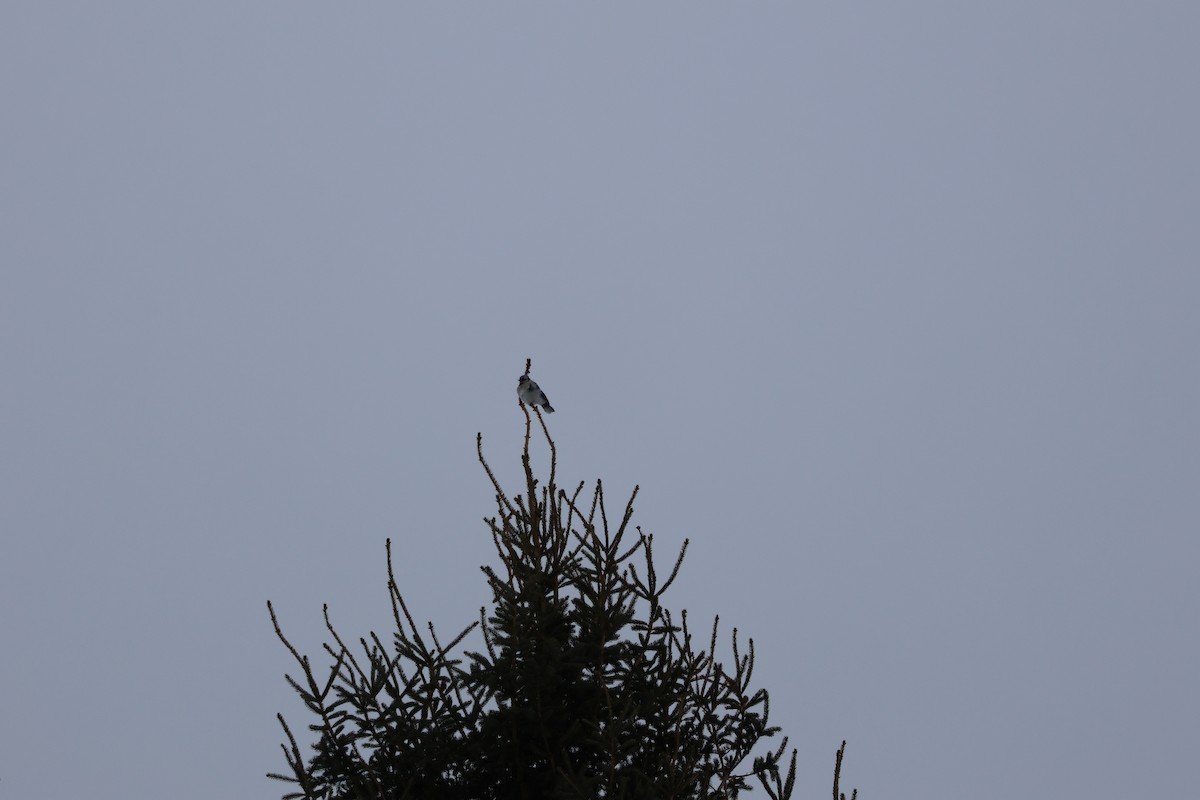 Geai bleu - ML646992966