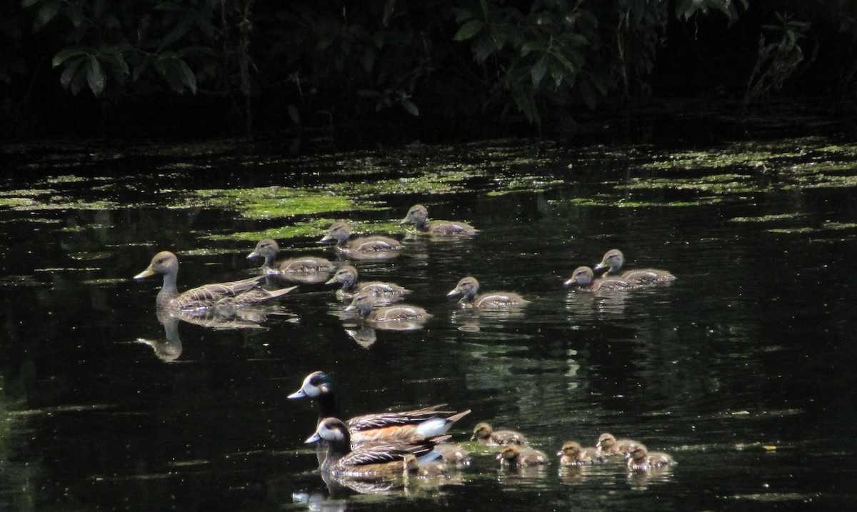 gulnebbstjertand - ML646992968