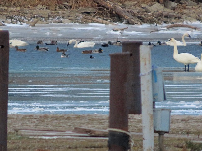 Лебедь-трубач/Американский лебедь - ML646992971