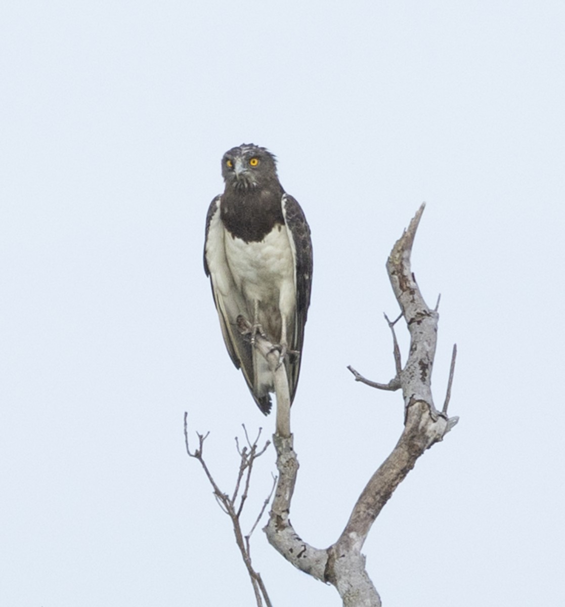 Black-chested Snake-Eagle - ML646992972